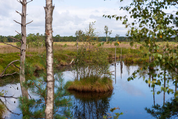 Pietzmoor in der Lüneburger Heide bei Schneverdingen im Sommer