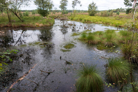 Pietzmoor in der L&uuml;neburger Heide bei Schneverdingen im Sommer