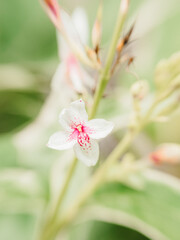 Soft focus macro of a white flower with pink center blooming in the garden, dreamy floral background for nature, spring, and botanical themes