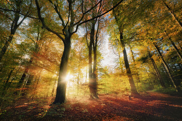 Autumn sun with bright beams shining through majestic trees in the colorful forest. Backlit wide-angle landscape shot with vibrant fall colors, sunlight and shadows 