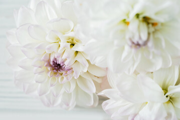 flowers dahlia festive background, pastel and soft bouquet floral card, top view wallpaper background. Macro of White Dahlia Flowers for Texture Background.