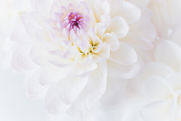 flowers dahlia festive background, pastel and soft bouquet floral card, top view wallpaper background. Macro of White Dahlia Flowers for Texture Background.