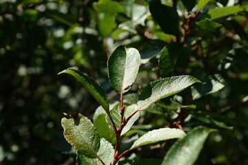 Salix hultenii (Horangeobeodeul), a deciduous willow of wetlands and slopes, valued for ornamental...