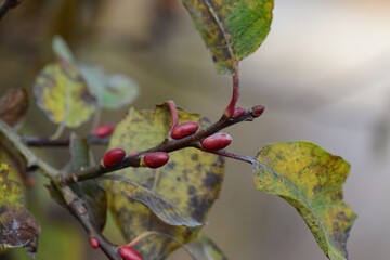 Salix hultenii, known as Horangeobeodeul in Korea, has oval leaves with fine hairs and yellow...