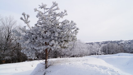 Snow Covered Pine Branches in Winter Frost, Close-Up of Pine Tree with Snow and Ice, Frozen Pine Needles in Cold Winter Weather	
