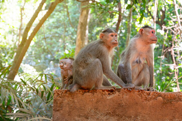 Barbary macaque ape, rhesus monkey family with two baby monkeys, tropical jungle India, wildlife rainforest animal, bonding and relationship 