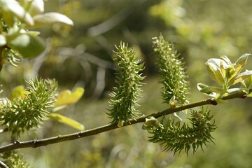 Salix hultenii, called Horangeobeodeul in Korea, is a willow tree growing in moist valleys and slopes. Known for its catkins, it is used ornamentally, for bank protection, and as medicine.
