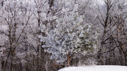 Naklejka premium Snow Covered Pine Branches in Winter Frost, Close-Up of Pine Tree with Snow and Ice, Frozen Pine Needles in Cold Winter Weather