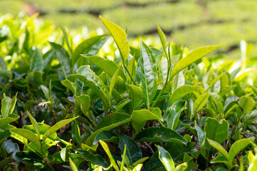 Obraz premium Tea field in Munnar, plantation in India, Kerala, Nilgiri hills , agriculture of Camellia Sansis plant
