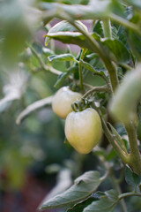 close up of green tomatoes growing in a garden