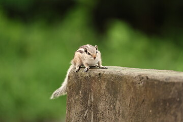 Squirrell