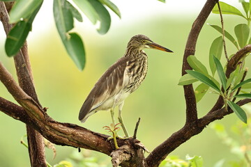 Pond Heron on a tree