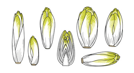 Exploring the diverse forms and textures of chicory vegetables in culinary applications and healthy eating