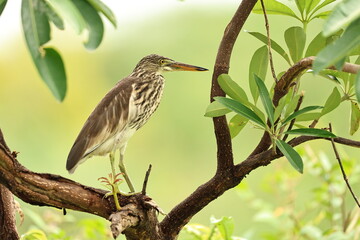 Pond Heron on a tree