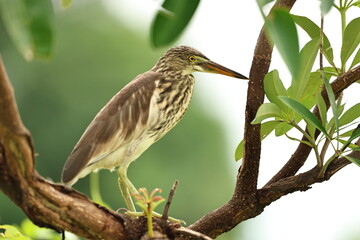 Pond Heron on a tree