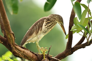 Pond Heron on a tree