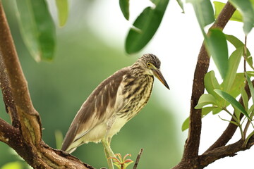 Pond Heron on a tree