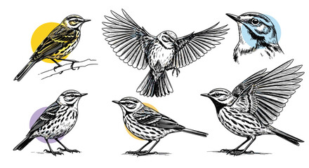 Obraz premium A collection of detailed sketch illustrations featuring various small birds in different poses and angles
