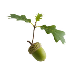 Oak acorn with leaves growing from stem isolated on transparent background