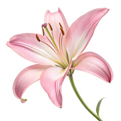 Pink Lily Flower: Elegant Blossom Close-Up