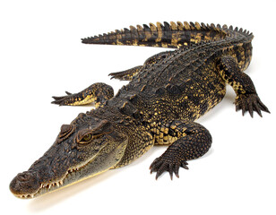 Naklejka premium Crocodile resting calmly showing its textured skin on a white background