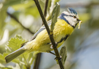 Obraz premium Blaumeise mit einer Raupe im Schnabel