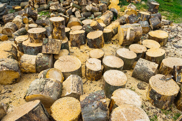 Wooden logs of oak tree and sawdust near sawmill