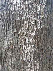 夏の木漏れ日の当たる古木のヒマラヤスギの幹 (クローズアップ)