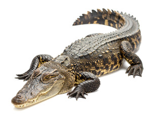 Naklejka premium Crocodile basking in sunlight isolated on a white background