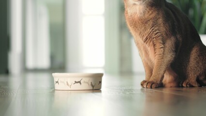 Brown funny cat eat something wrong from food bowl. Domestic ginger cat. Little best friends. Cute domestic animals at home. Beautiful red Abyssinian cat portrait. Low angle close up shot. Slow motion