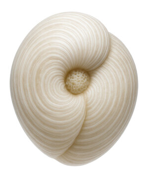 Foraminifera with a trochoid shell and prominent umbilical region