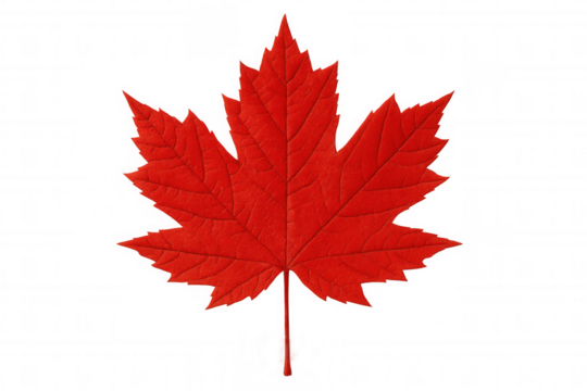 Vibrant red maple leaf, symbolic of canada, isolated on a transparent background, ready for design projects