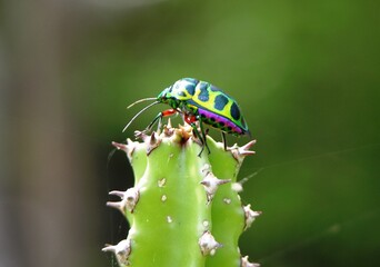Schildkäfer in den Tropen