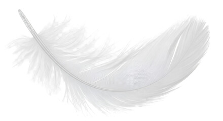 white feather with soft texture, isolated on transparent background.