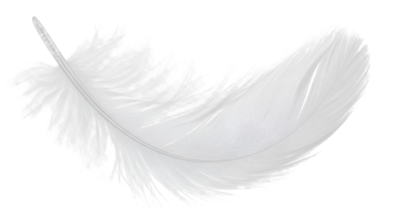 white feather with soft texture, isolated on transparent background.