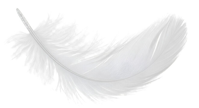 Fototapeta white feather with soft texture, isolated on transparent background.
