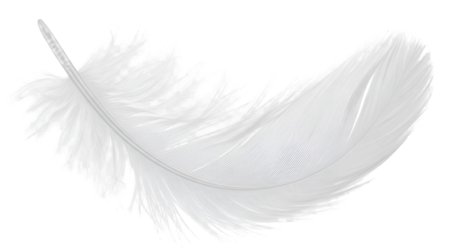 white feather with soft texture, isolated on transparent background.