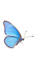 butterfly with open wings, isolated on transparent background.