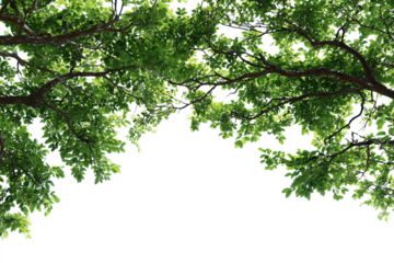 Red and yellow ribbon banner isolated on transparent background for decoration design