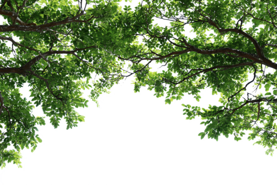 Red and yellow ribbon banner isolated on transparent background for decoration design