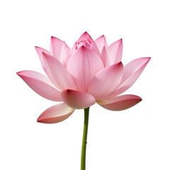 pink lotus flower in full bloom, isolated on transparent background.
