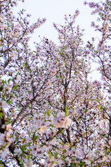 FLORES DE ALMENDRO
