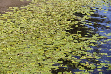 green water lily flowers on the water