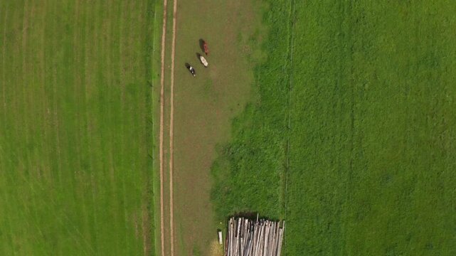 Top drone shot of cows in field in czech village