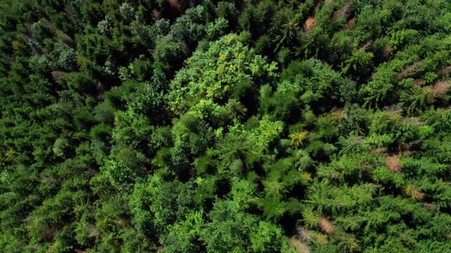 Close top shot over green trees in beskydy mountains
