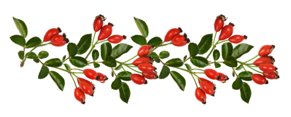 Red berries of wild rose and green leaves n a line pattern isolated on white or transparent background. Floral arrangement.