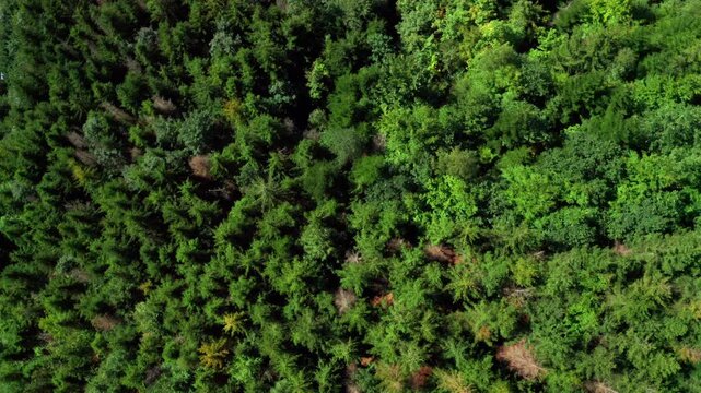 Close spinning top shot over green trees in beskydy mountains