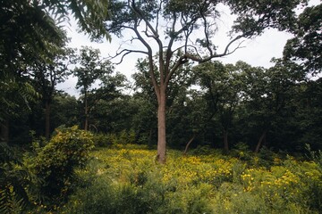 trees in the park