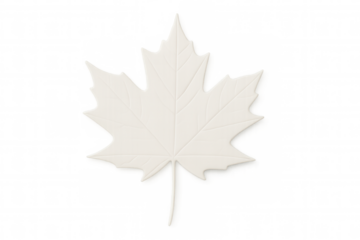Detailed white maple leaf, intricate veining highlighting natural texture against transparent backdrop, minimalist botanical design element