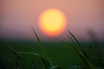 Silhouette of grass against sunset